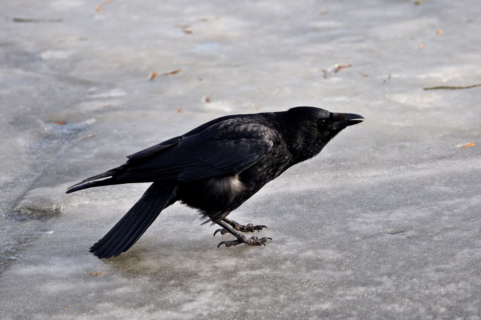 Nikon D90 sample photo. Crow, animal, bird photography