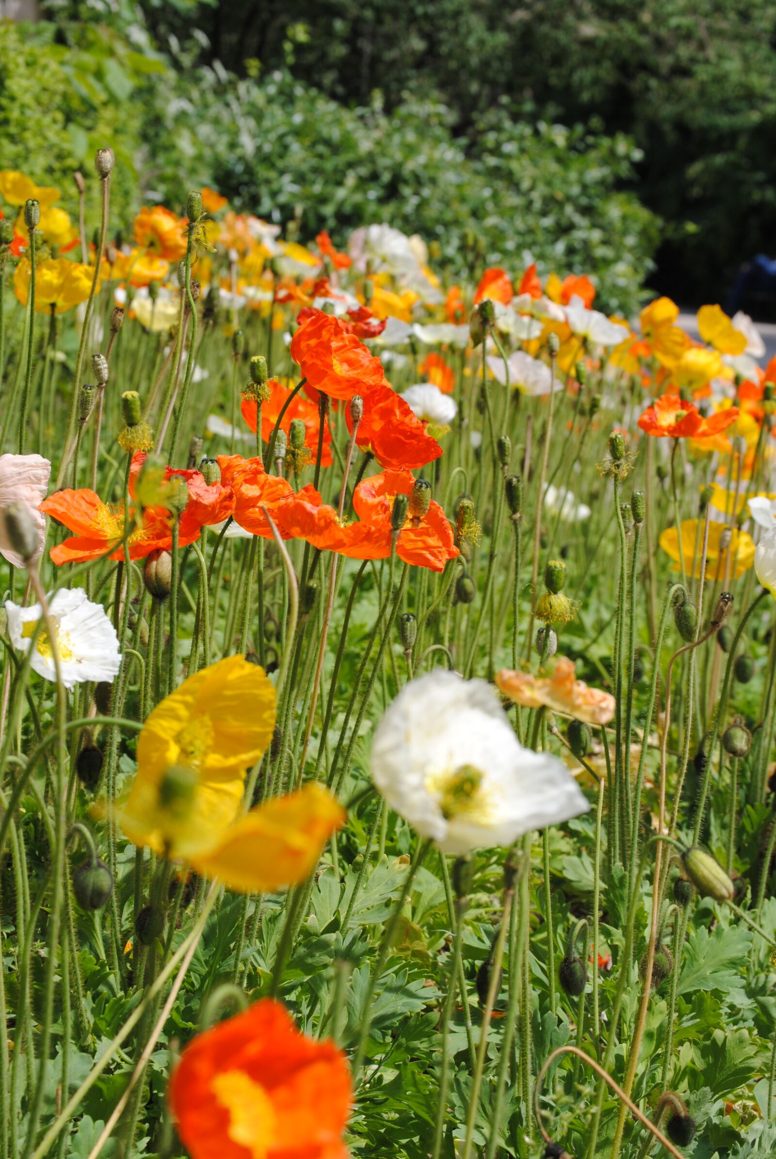 Nikon D3000 sample photo. Flowers, spring, prato photography
