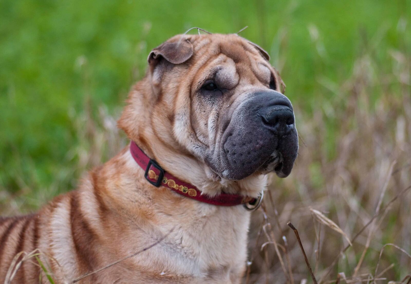Nikon D300 sample photo. Cute, animal, dog, animal photography