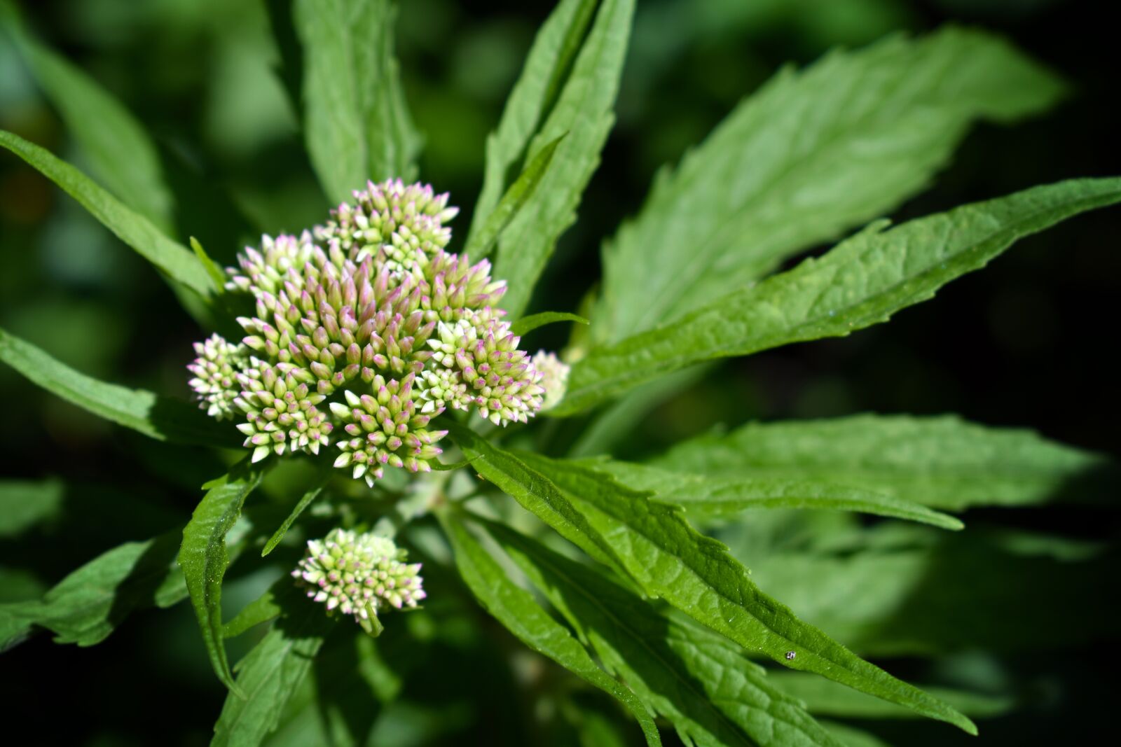 Nikon D3400 sample photo. Green, flora, nature photography