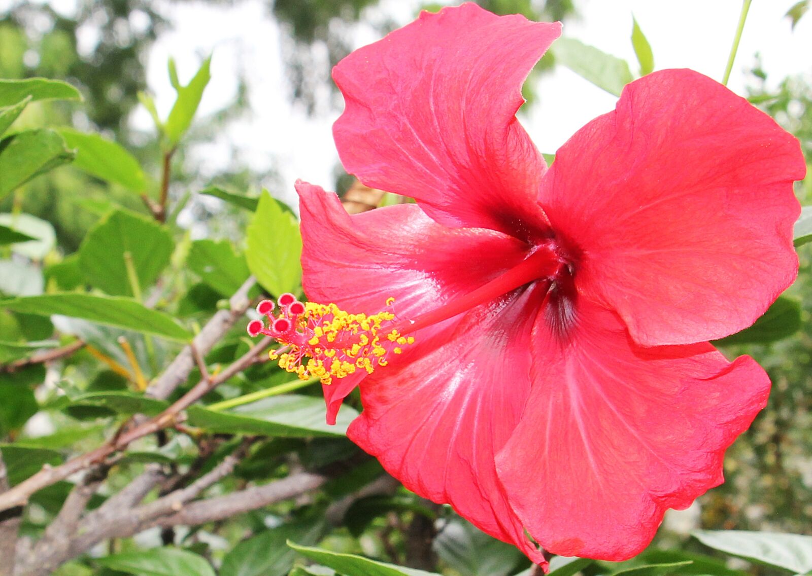 Canon EOS 550D (EOS Rebel T2i / EOS Kiss X4) sample photo. Hibiscus, flower, mallow photography