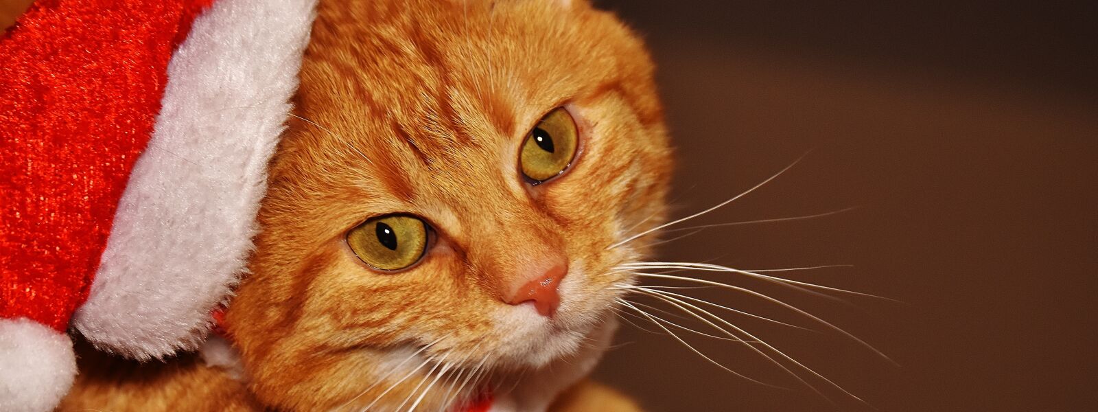 Nikon D7200 sample photo. Cat, red, christmas photography