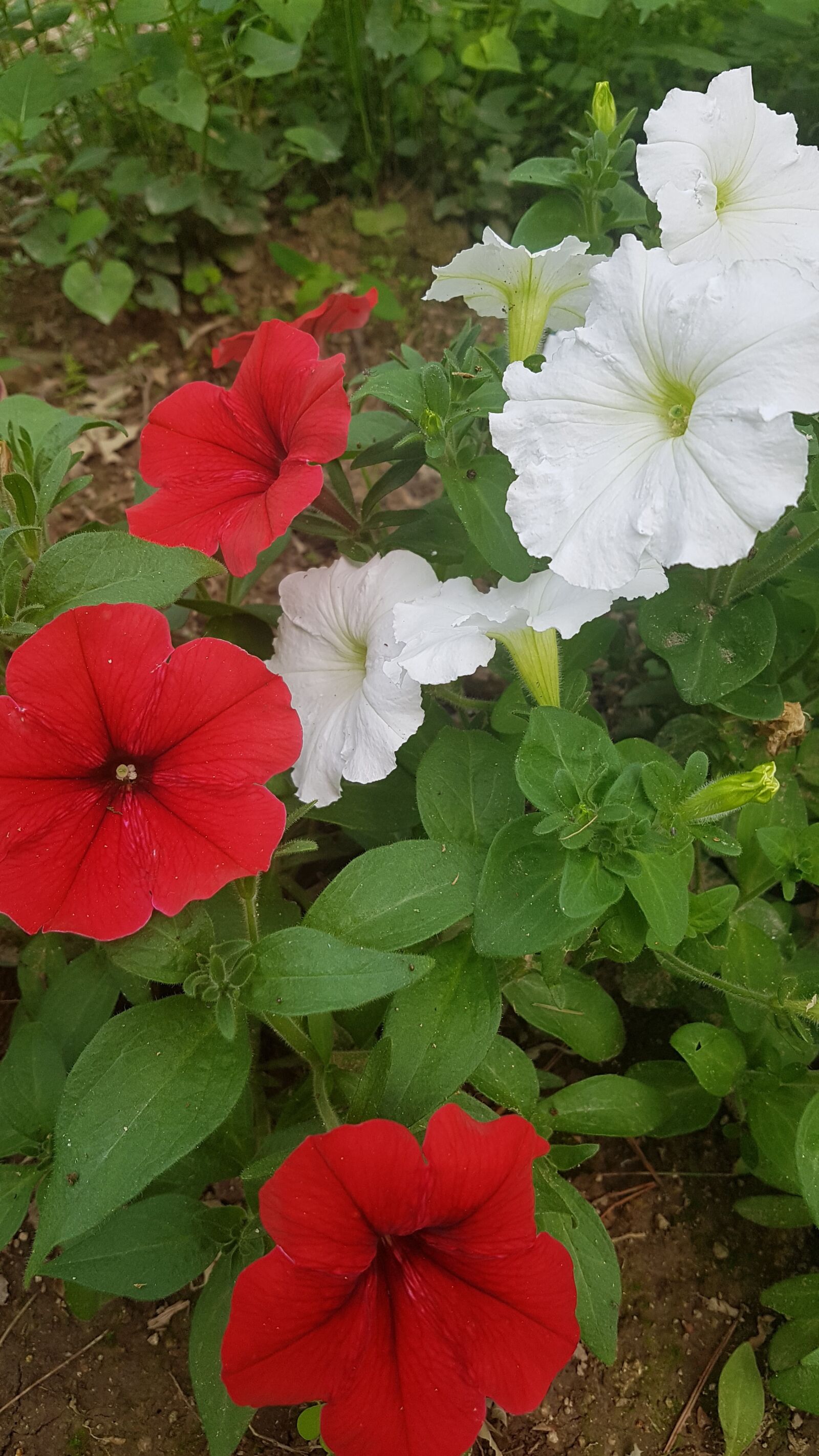 Samsung Galaxy S7 sample photo. Red flowers, white flowers photography