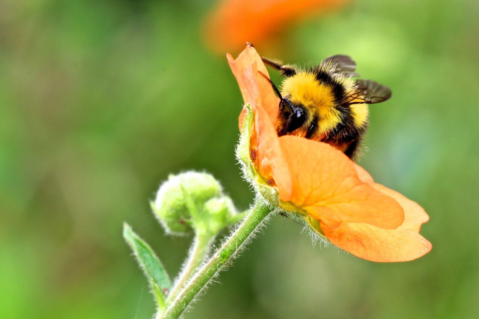 Canon EF 100mm F2.8L Macro IS USM sample photo. Bumble bee, bumblebee, insect photography