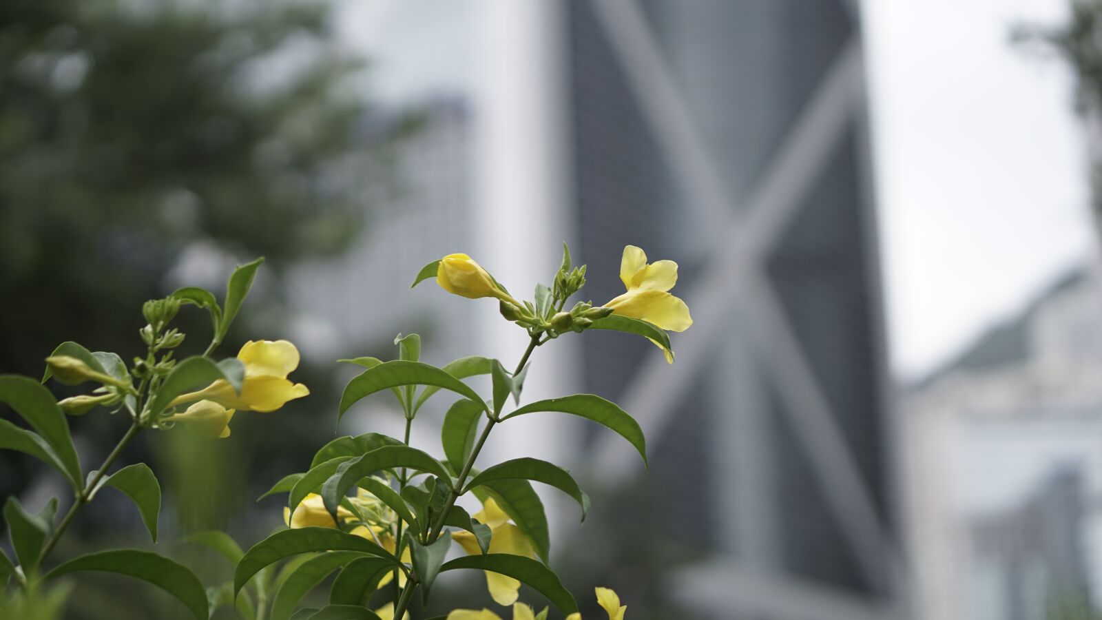 E 50mm F1.8 OSS sample photo. Flower, leaf, bank of photography