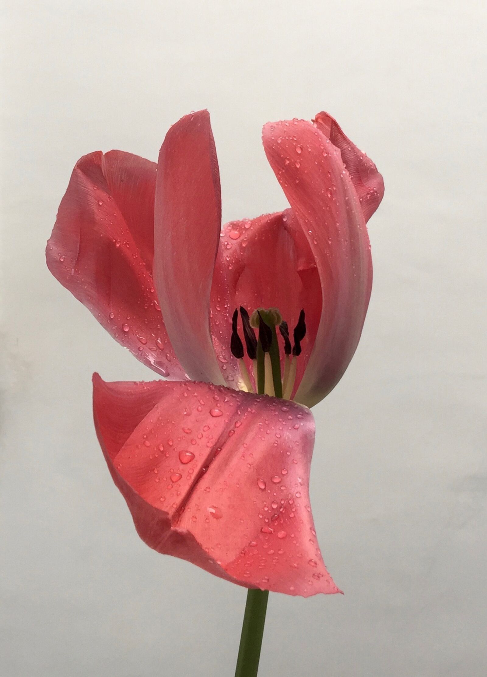 iPhone 6 Plus back camera 4.15mm f/2.2 sample photo. Flower, rain, plant photography