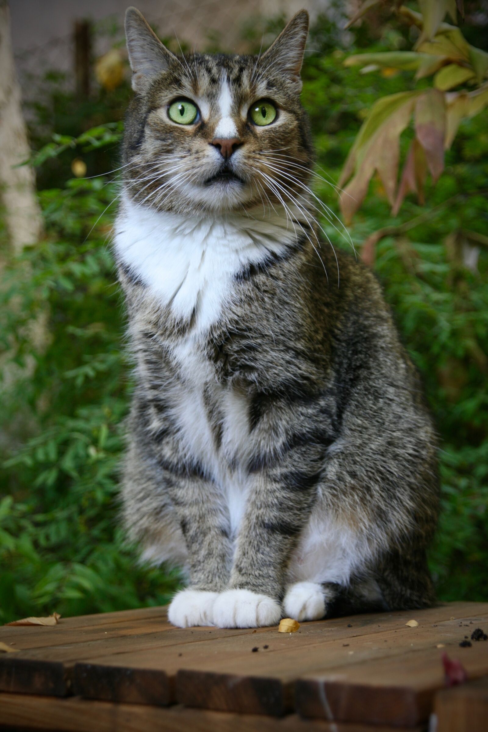 Canon EOS 400D (EOS Digital Rebel XTi / EOS Kiss Digital X) sample photo. Cat, mackerel, domestic cat photography
