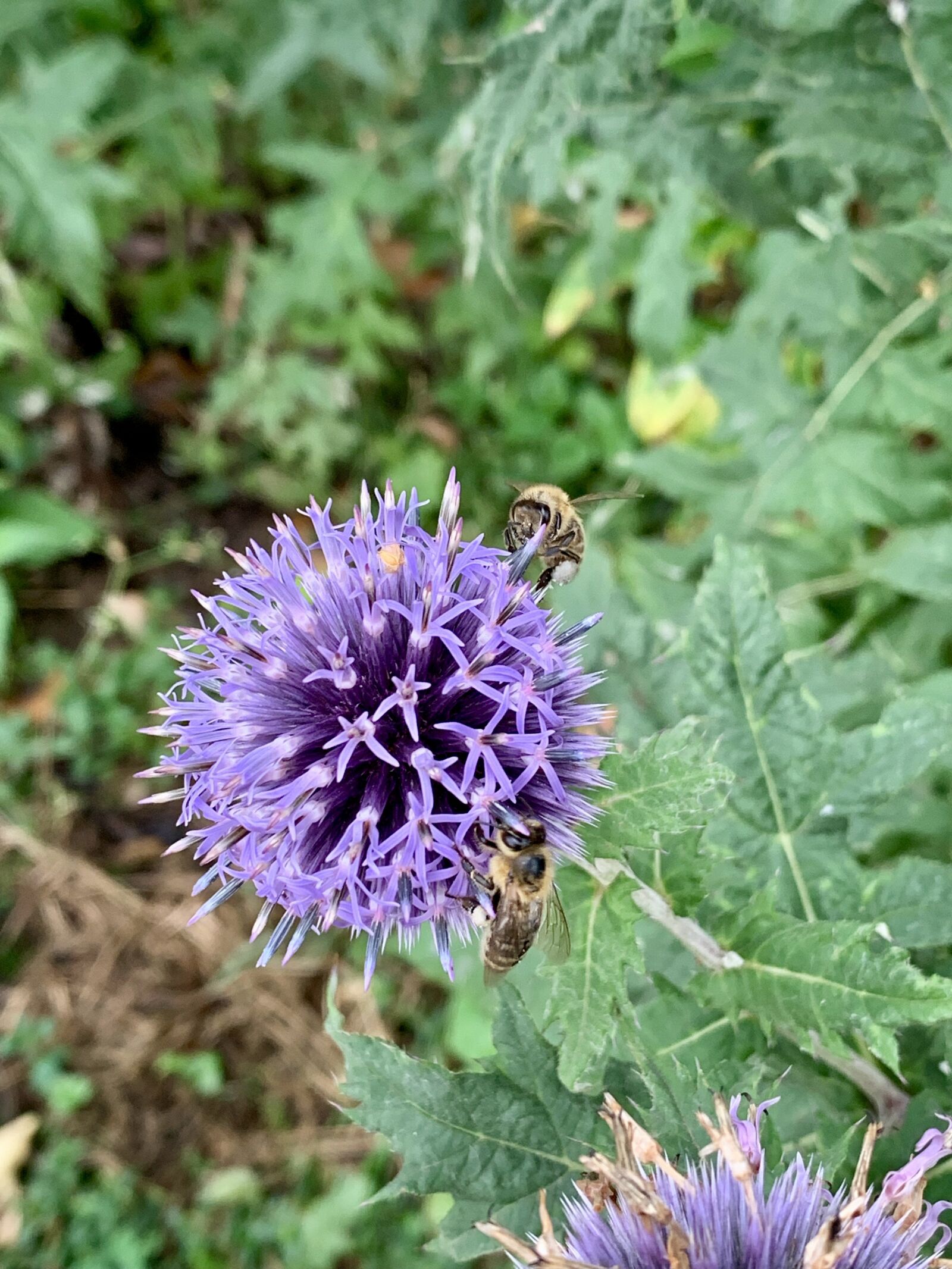 iPhone XS back dual camera 4.25mm f/1.8 sample photo. Bee, flower, insect photography