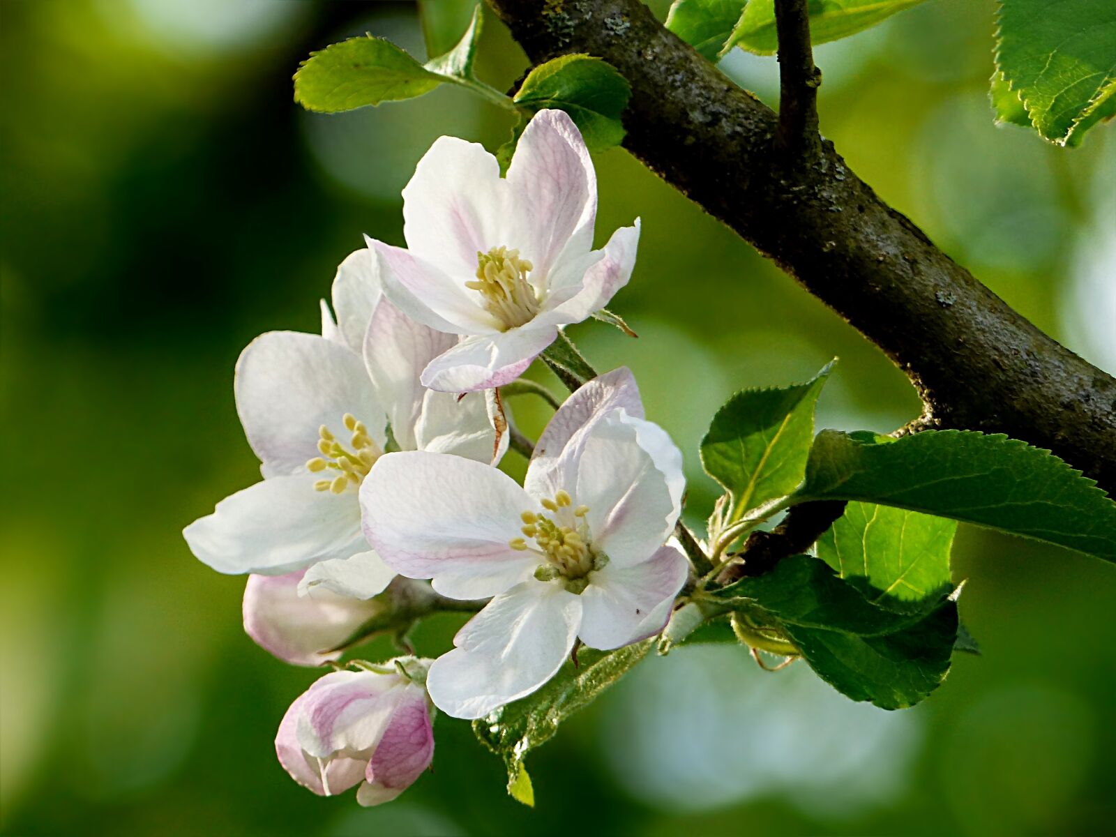 Panasonic Lumix DMC-FZ200 sample photo. Nature, tree, apple tree photography