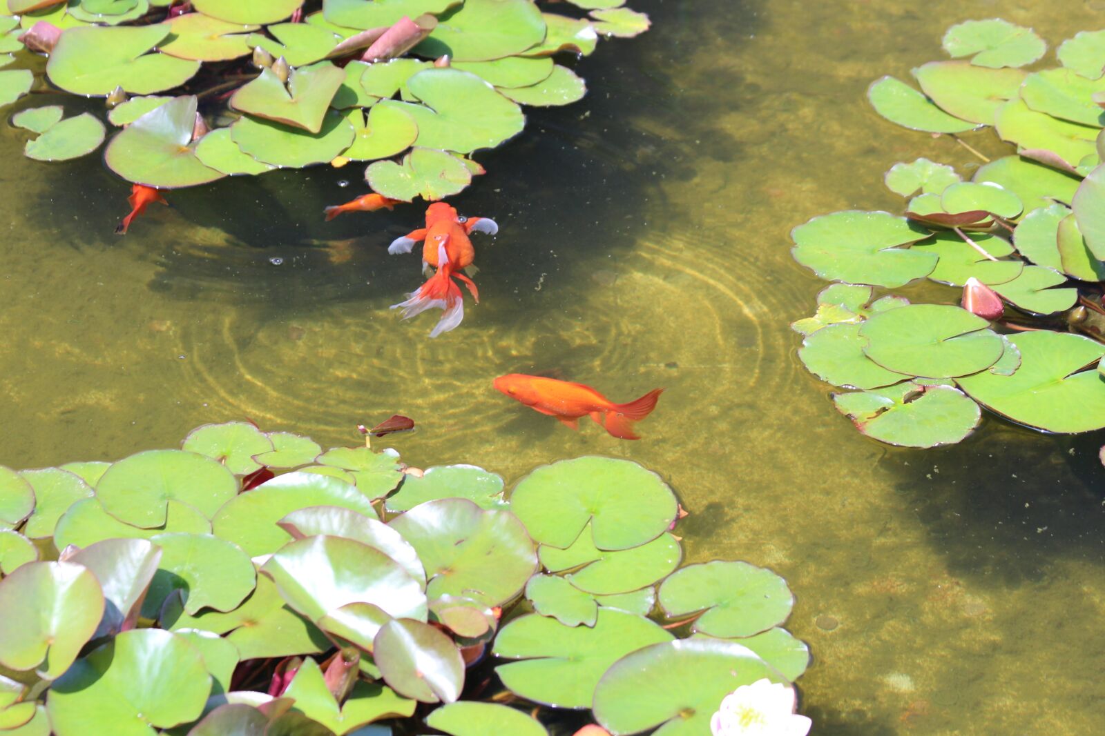 Canon EOS 650D (EOS Rebel T4i / EOS Kiss X6i) + Canon EF 70-300mm F4-5.6 IS USM sample photo. Fish, goldfish, red photography