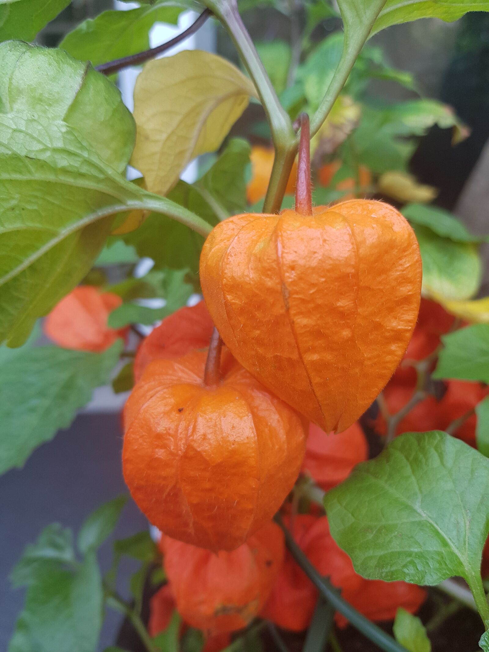 Samsung Galaxy S8 sample photo. Chinese lantern plant, orange photography