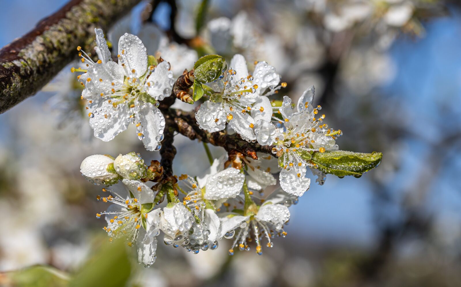 Canon EOS R sample photo. Plum blossoms, plum tree photography