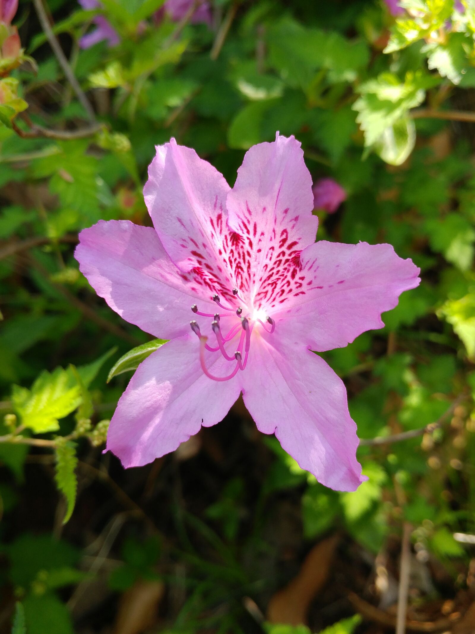 LG G5 sample photo. Nature, flowers, plants photography