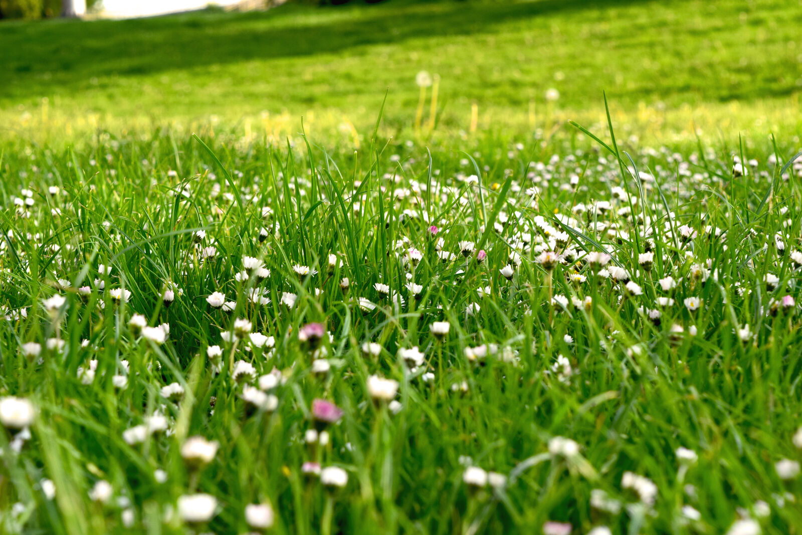 Nikon D3300 sample photo. Daisy, field, flora, flowers photography