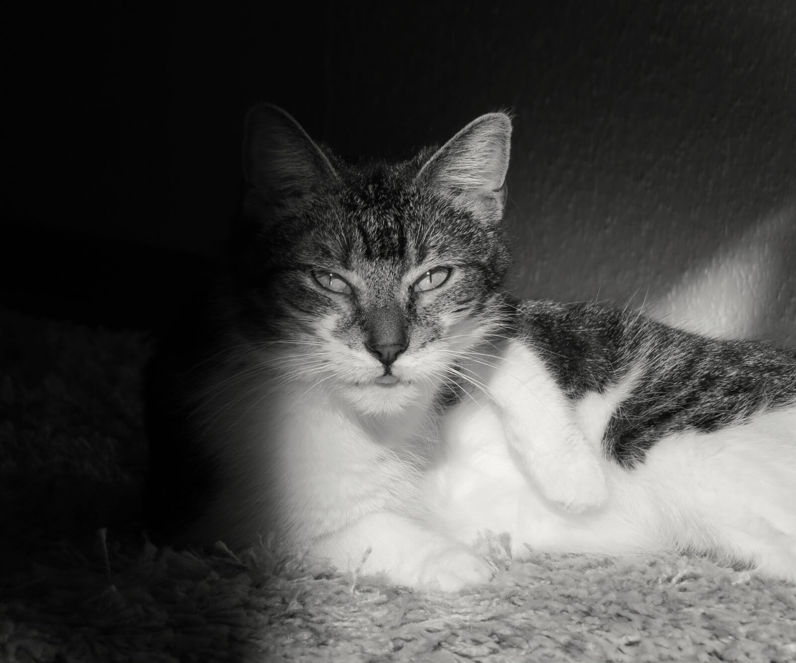 Canon PowerShot SX50 HS sample photo. Cat, domestic cat, black photography