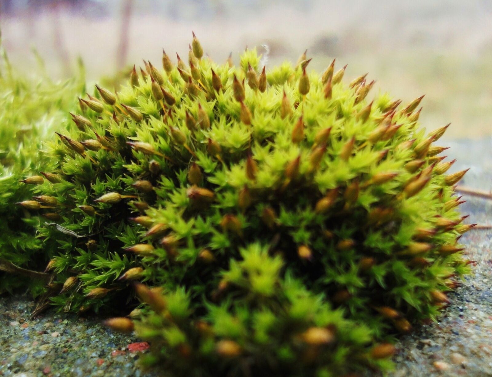 Sony Cyber-shot DSC-WX1 sample photo. Buds, green, hedgehog, moss photography