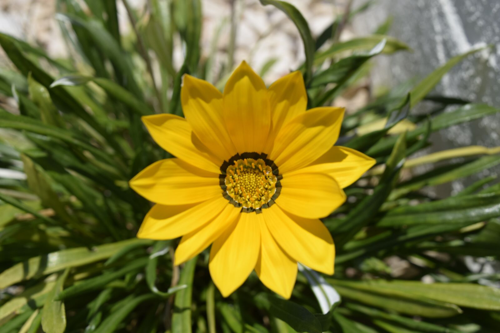 Nikon D3300 sample photo. Flowers, portugal, sun photography