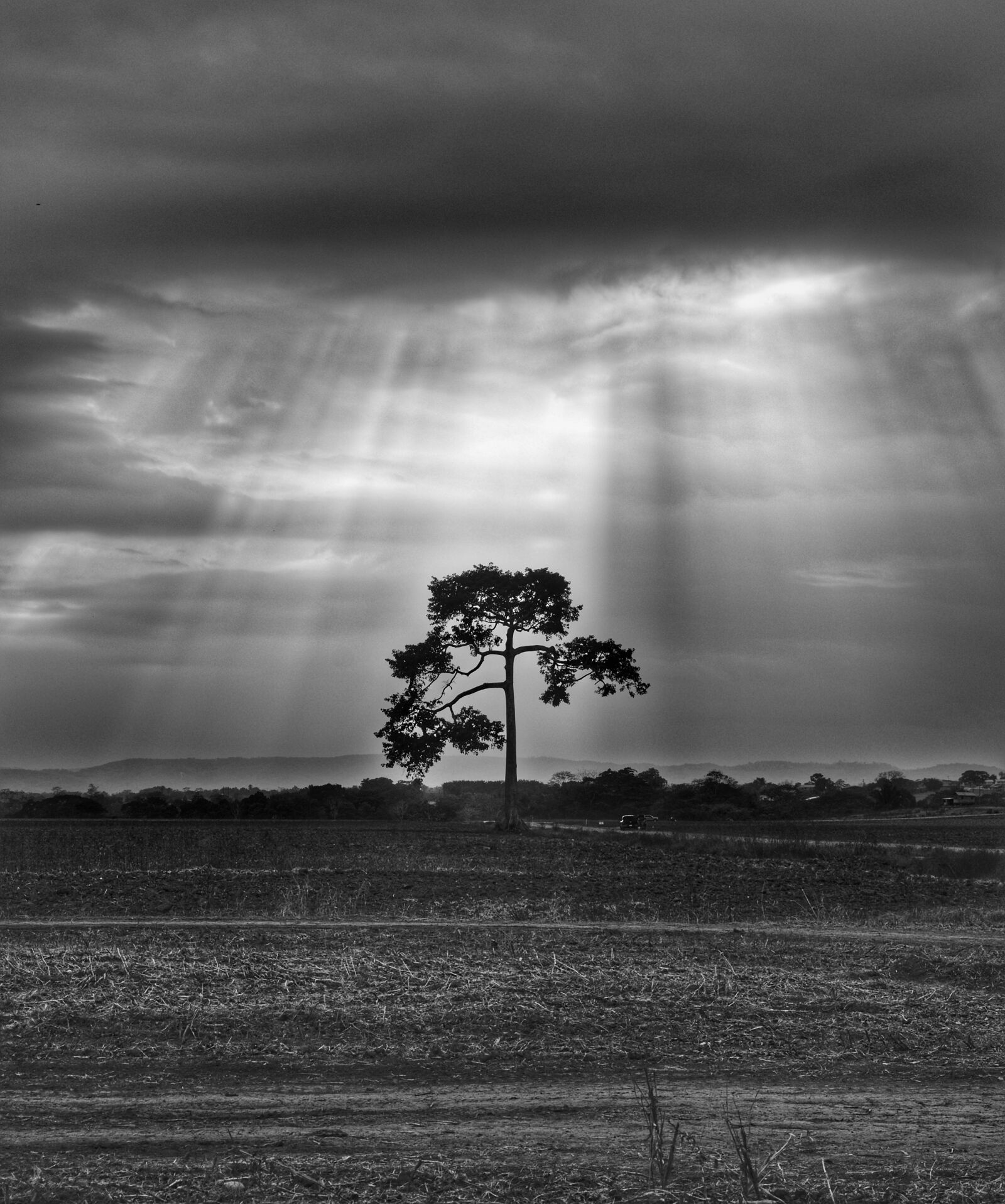 Nikon D7200 sample photo. Tree, landscape, sun rays photography