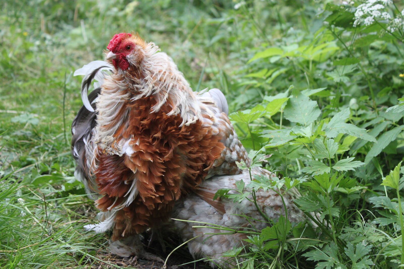 Canon EOS 500D (EOS Rebel T1i / EOS Kiss X3) sample photo. Hahn, chicken, chickens photography