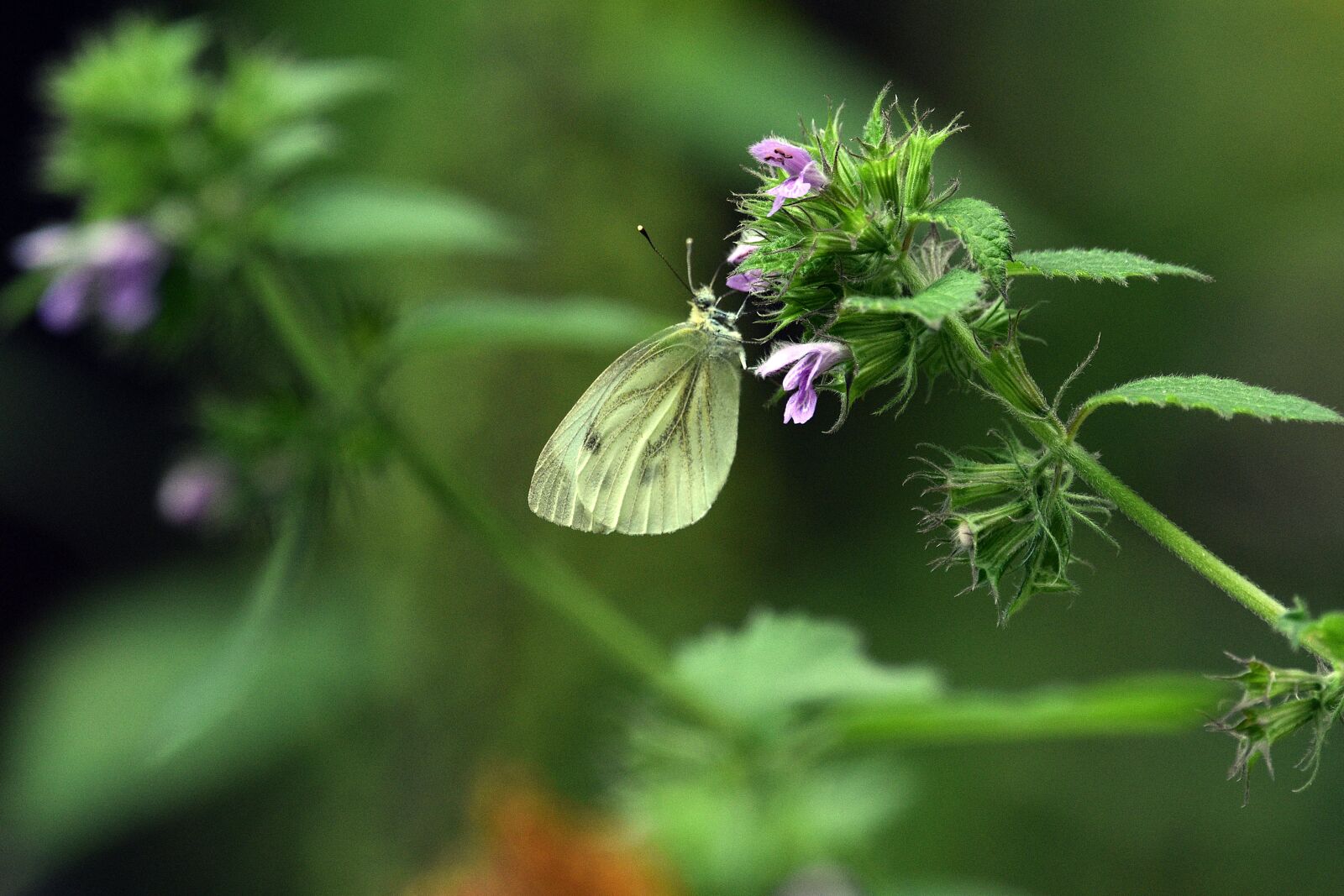 Nikon D3400 sample photo. Butterfly, insect, nature photography