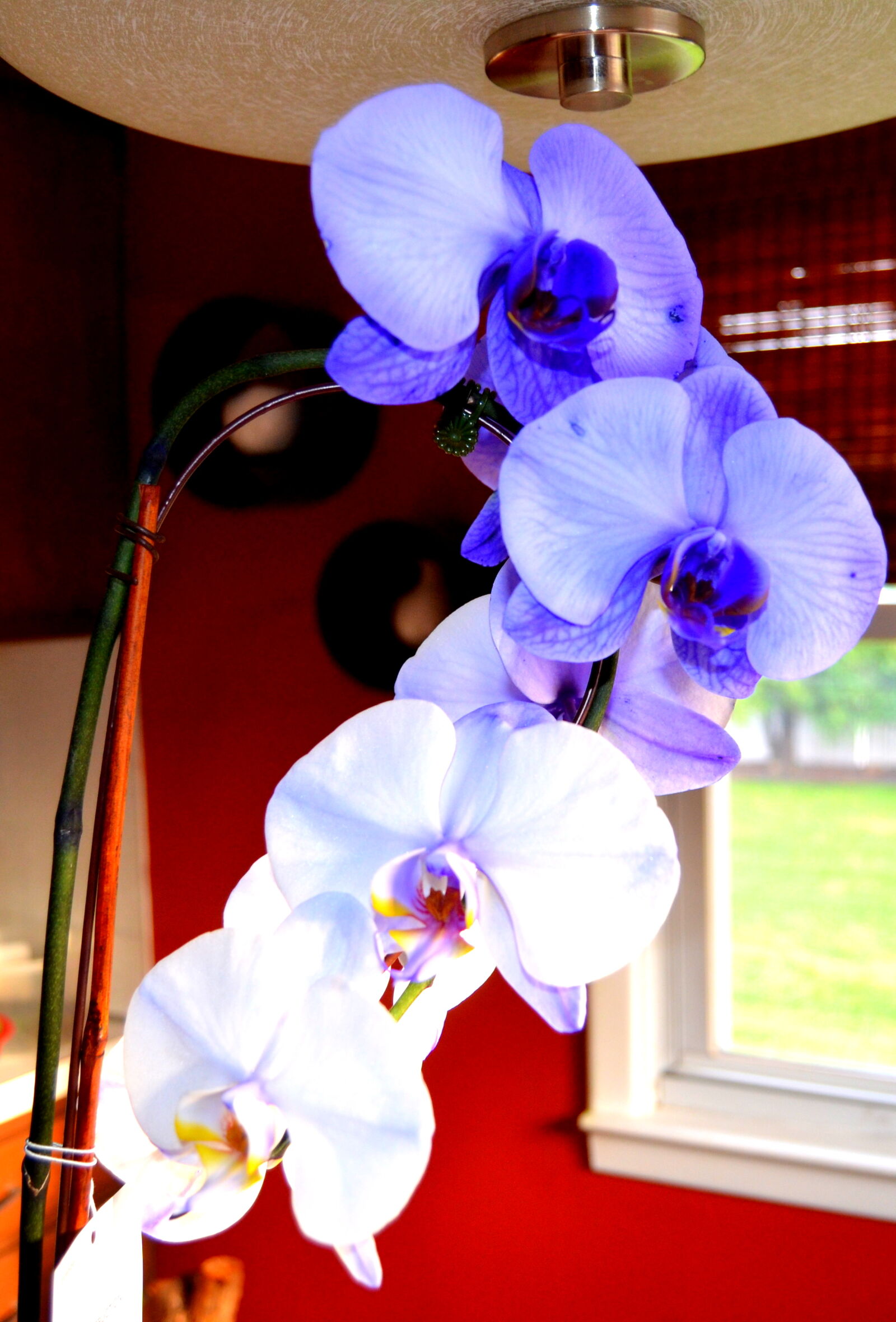 Nikon AF-S DX Nikkor 18-55mm F3.5-5.6G II sample photo. Flower, flowers, nice, orchid photography