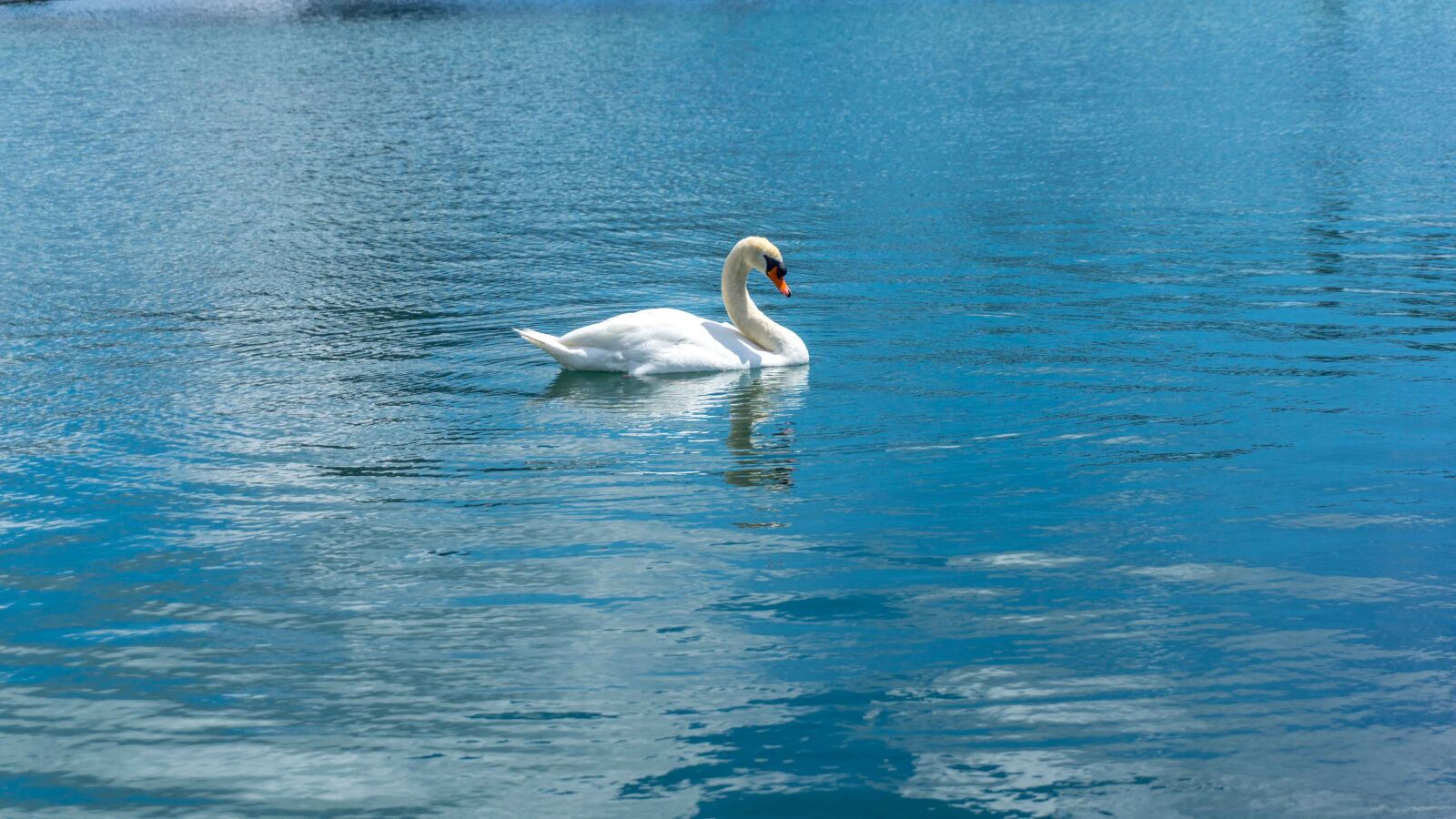 Sony a6000 sample photo. Swan, water, blue photography