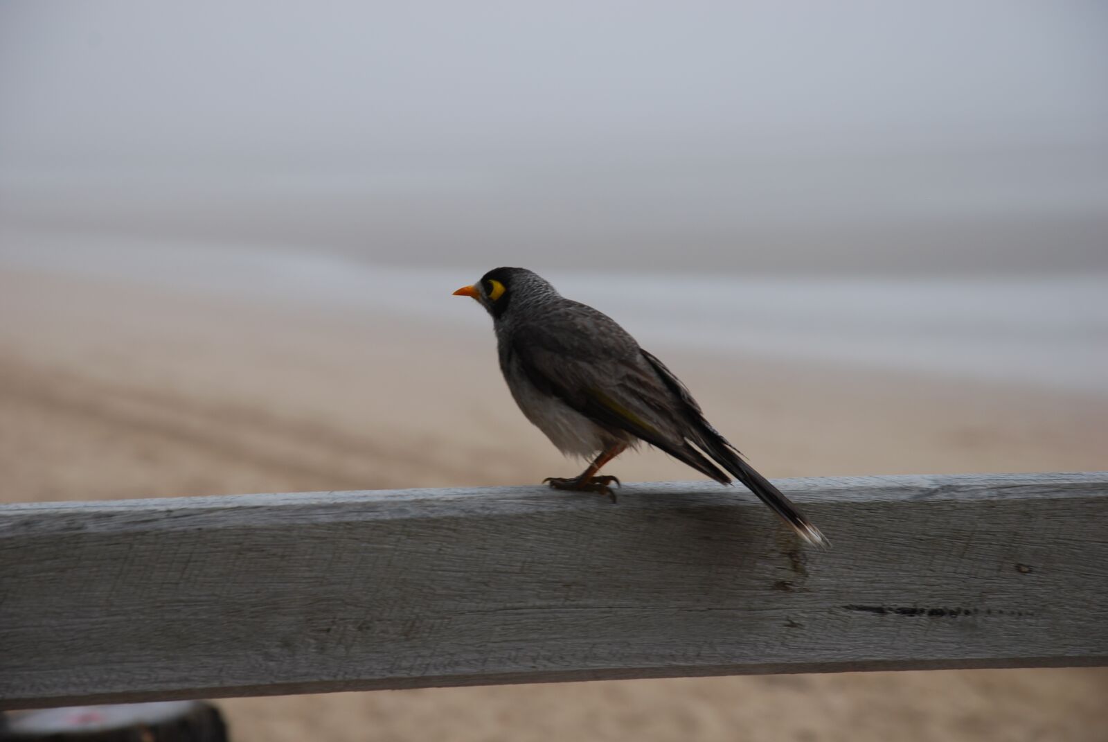 Nikon D60 sample photo. Fog, beach, bird photography