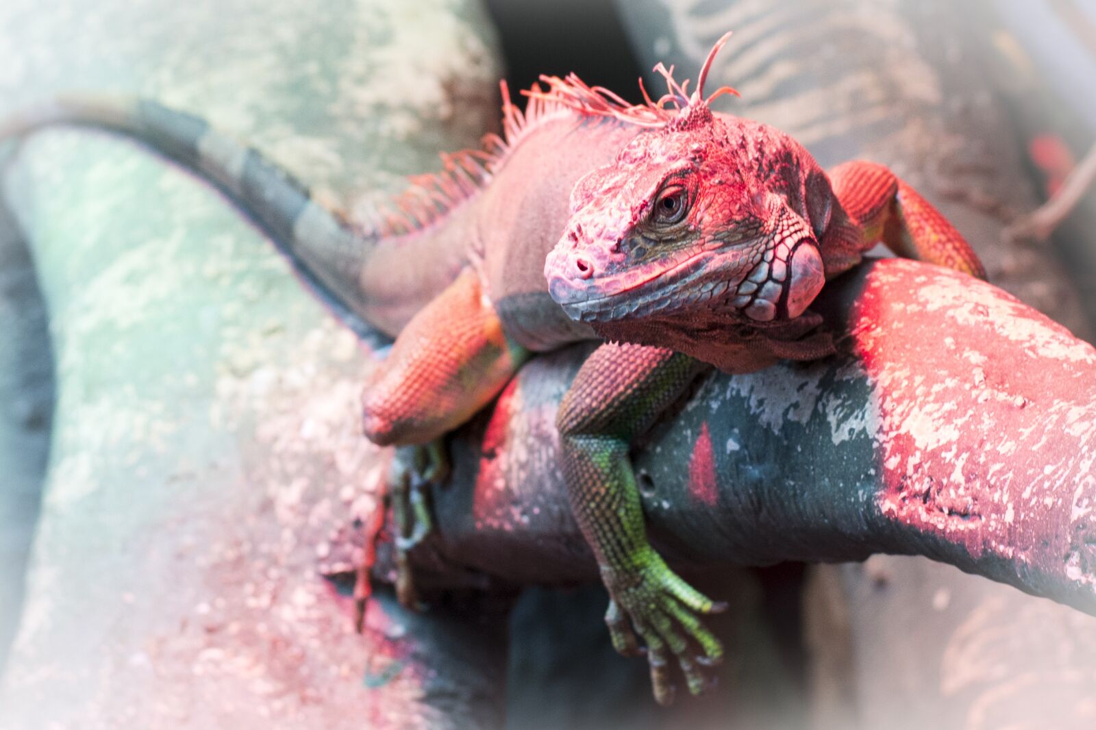 Nikon D800 sample photo. Iguana, reptile, lizard photography