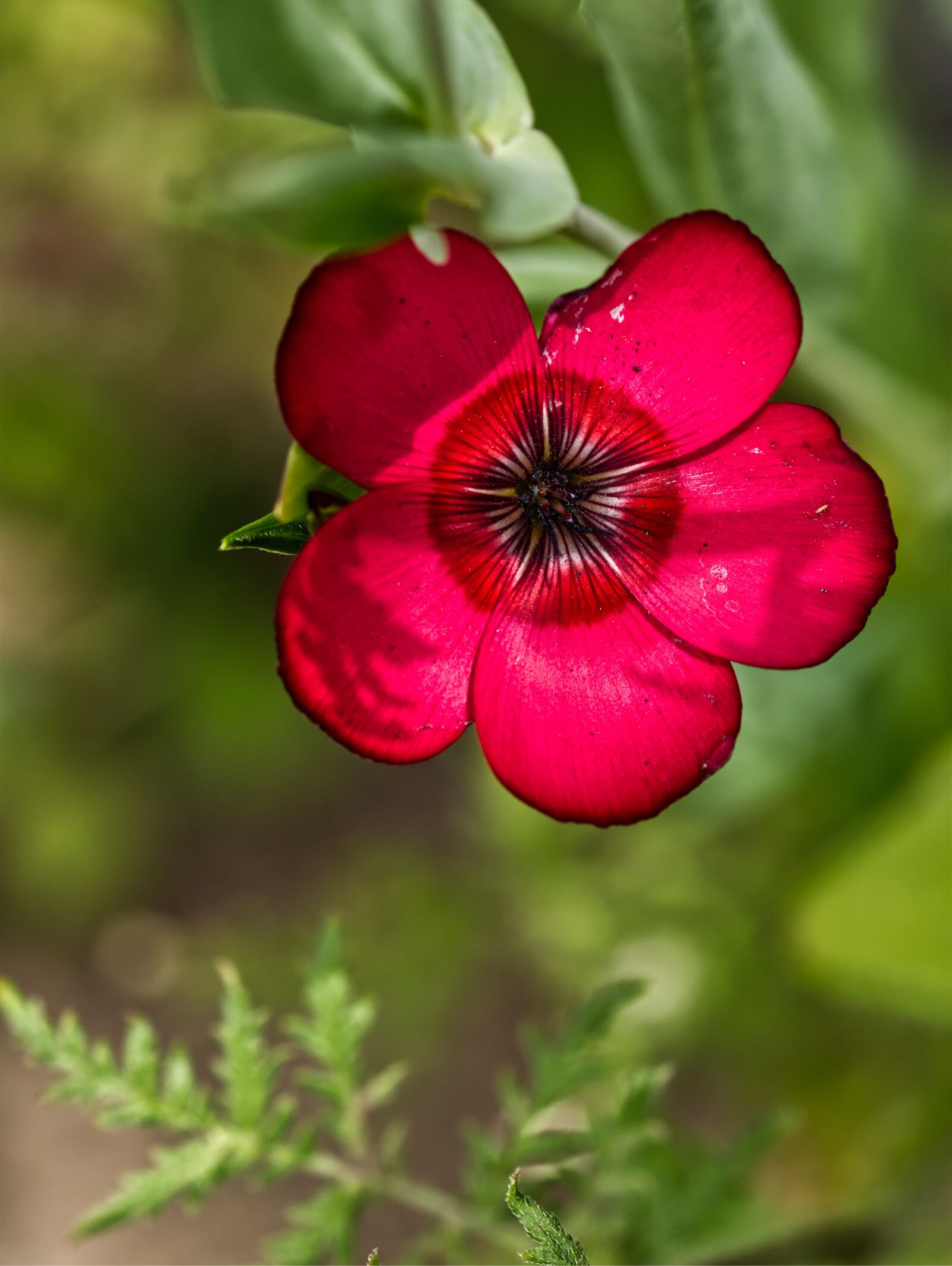 Nikon D5500 sample photo. Flower, red, purple photography