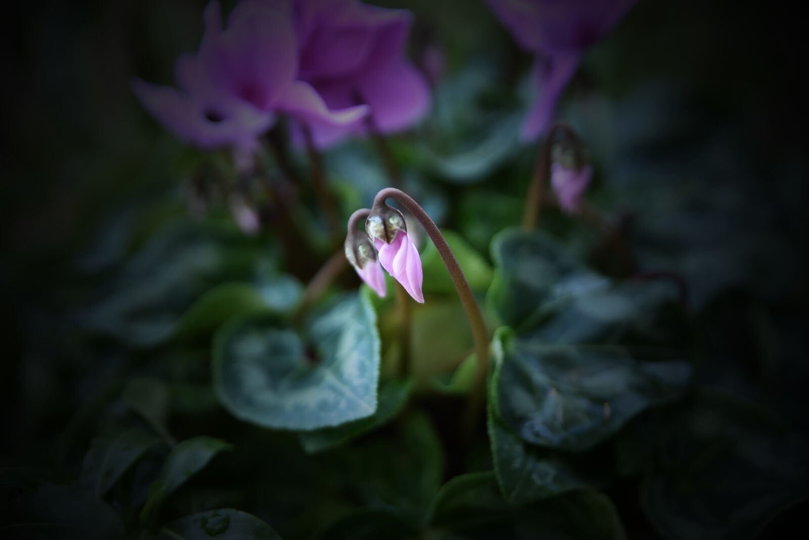Nikon D750 sample photo. Flower, nature, flora photography