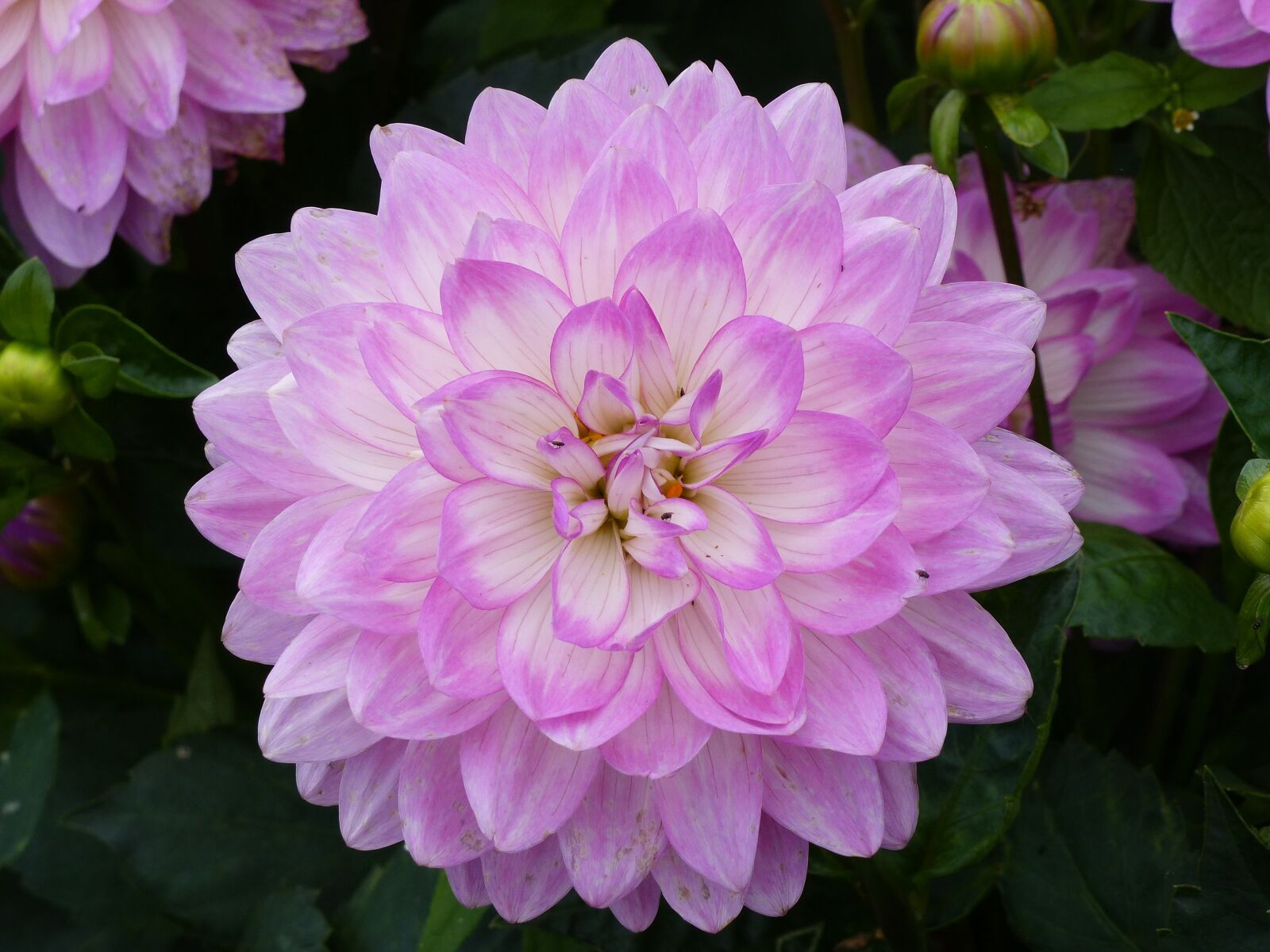 Panasonic Lumix DMC-FZ200 sample photo. Dahlia, flower, pink photography