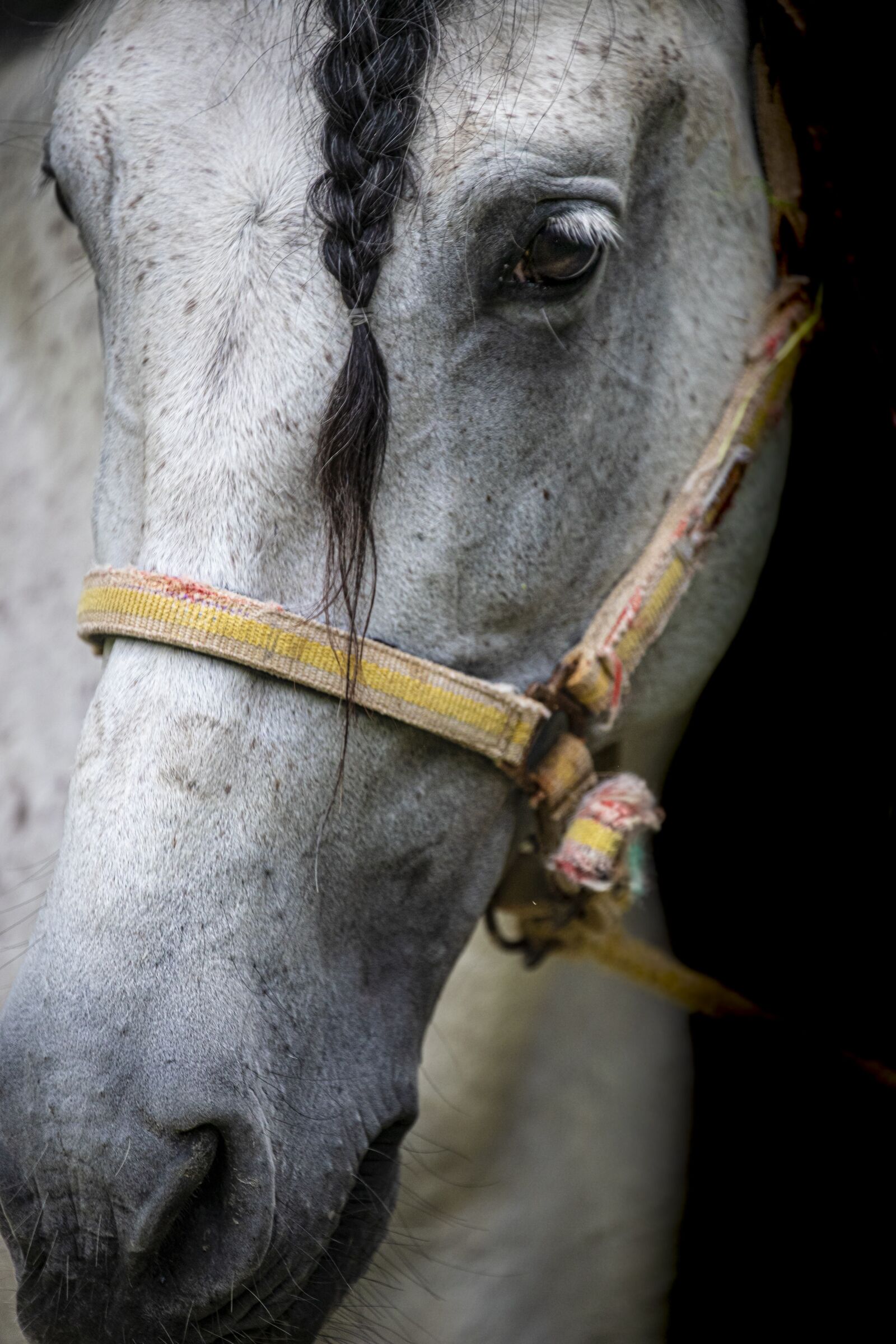 Canon EOS 6D Mark II + Canon EF 70-300mm F4-5.6L IS USM sample photo. Horse, snout, pony photography