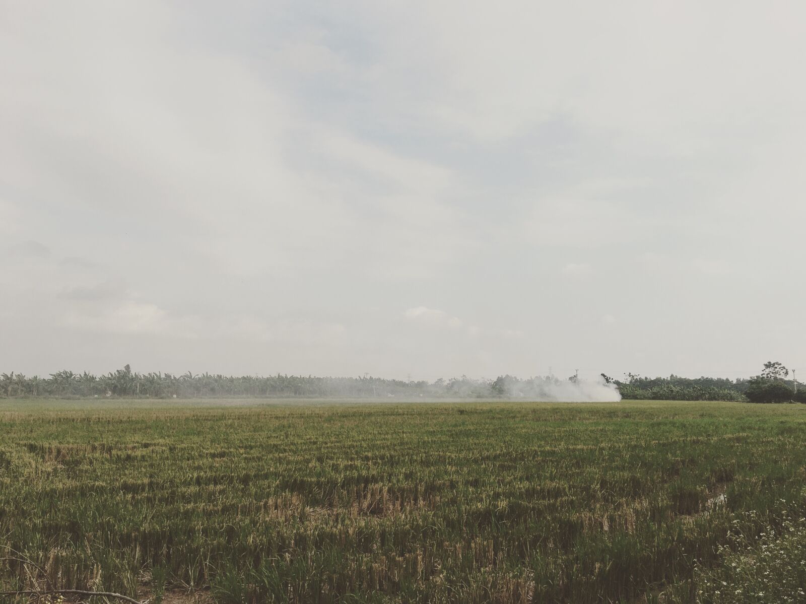 iPhone 6s back camera 4.15mm f/2.2 sample photo. Field, rice, sky photography
