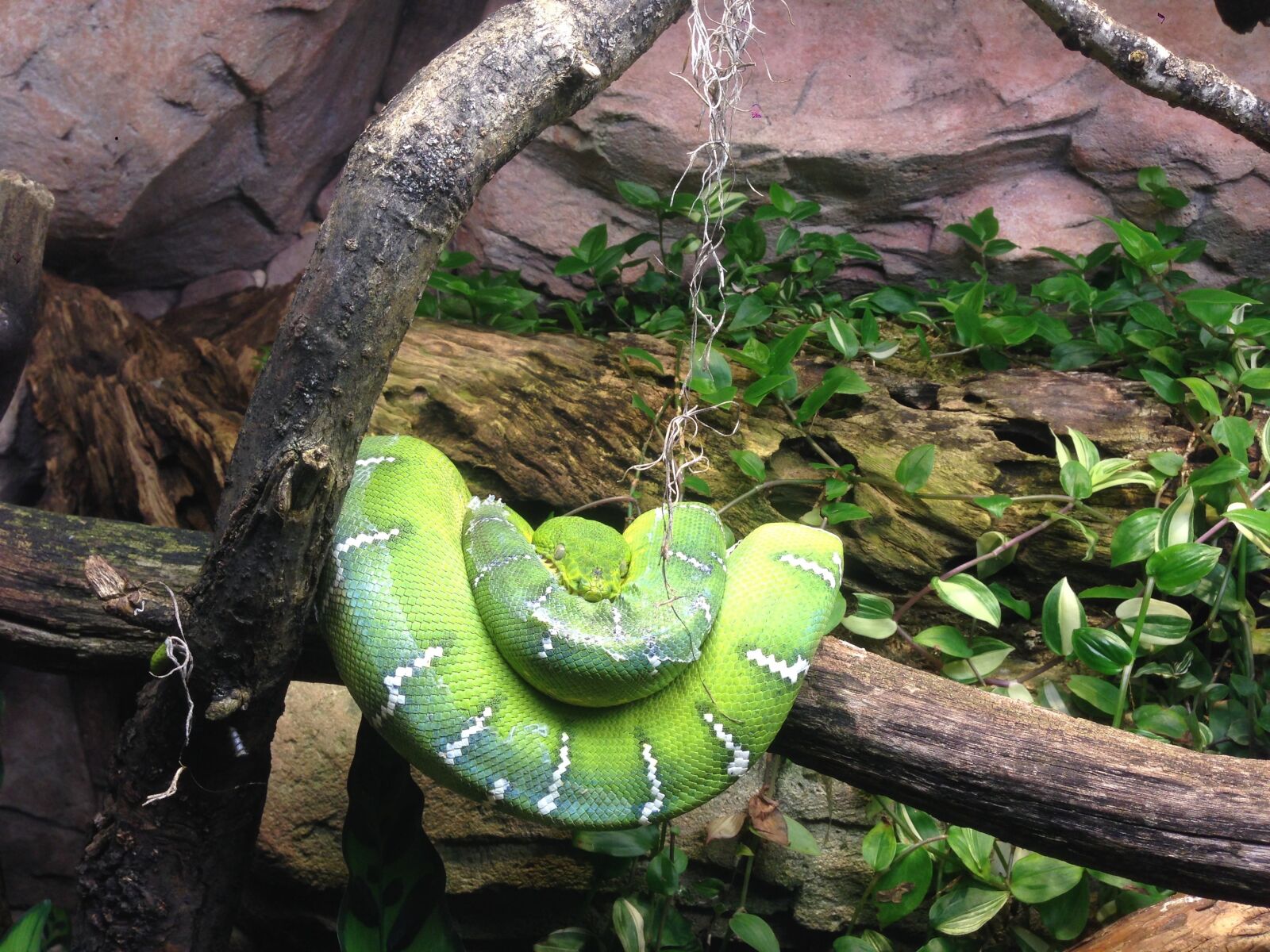 iPhone 5 back camera 4.12mm f/2.4 sample photo. Snake, green, nature photography