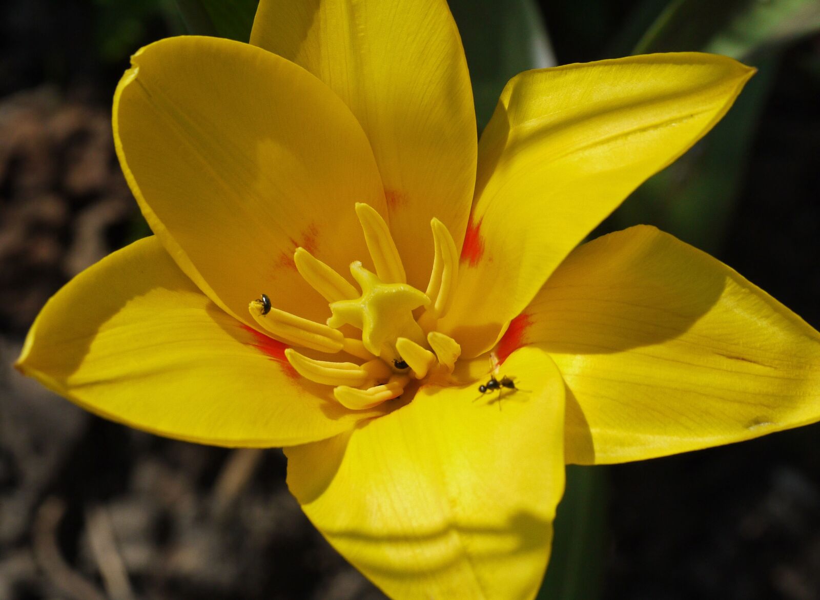 Panasonic Lumix DMC-G1 sample photo. Dwarf tulip, blossom, bloom photography