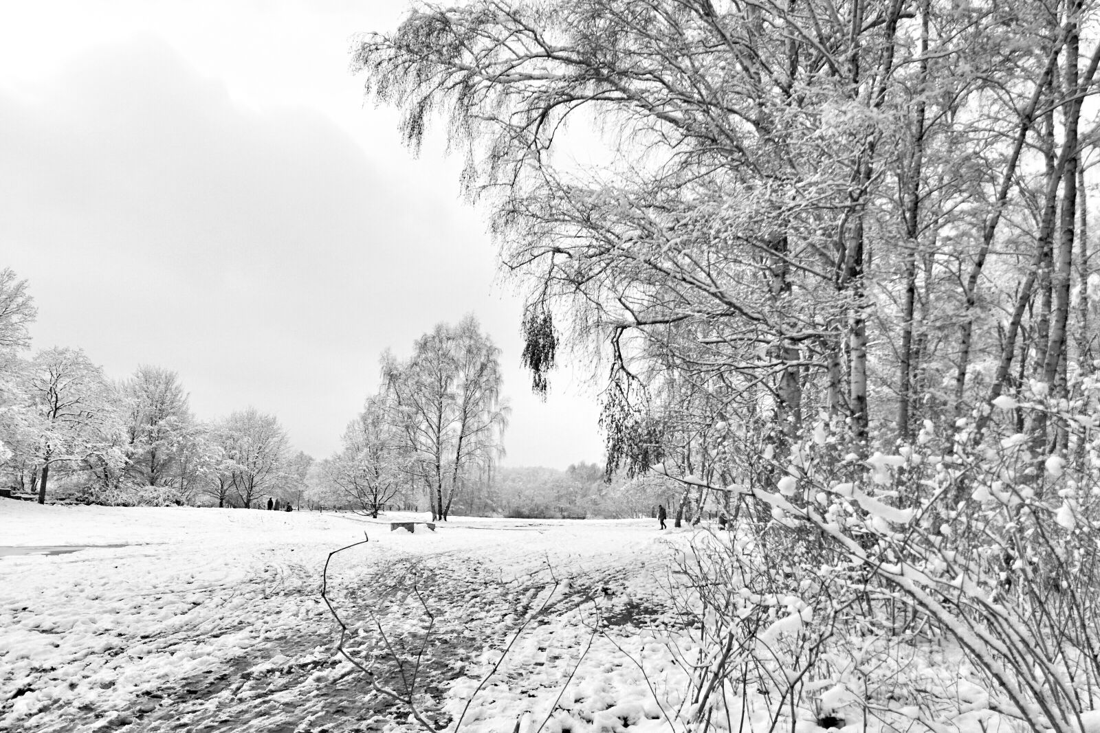 LG Nexus 5 sample photo. Forest, snow, trees, winter photography