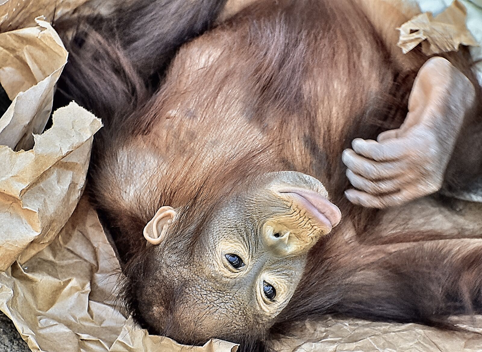 Nikon D300 sample photo. Orangutan, ape, primate photography