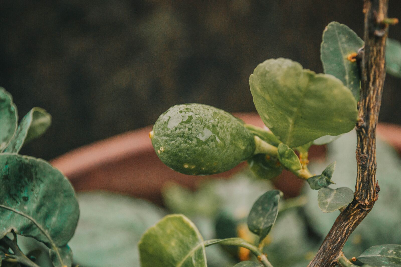 Nikon D3100 sample photo. Lemon, garden lemon, plant photography