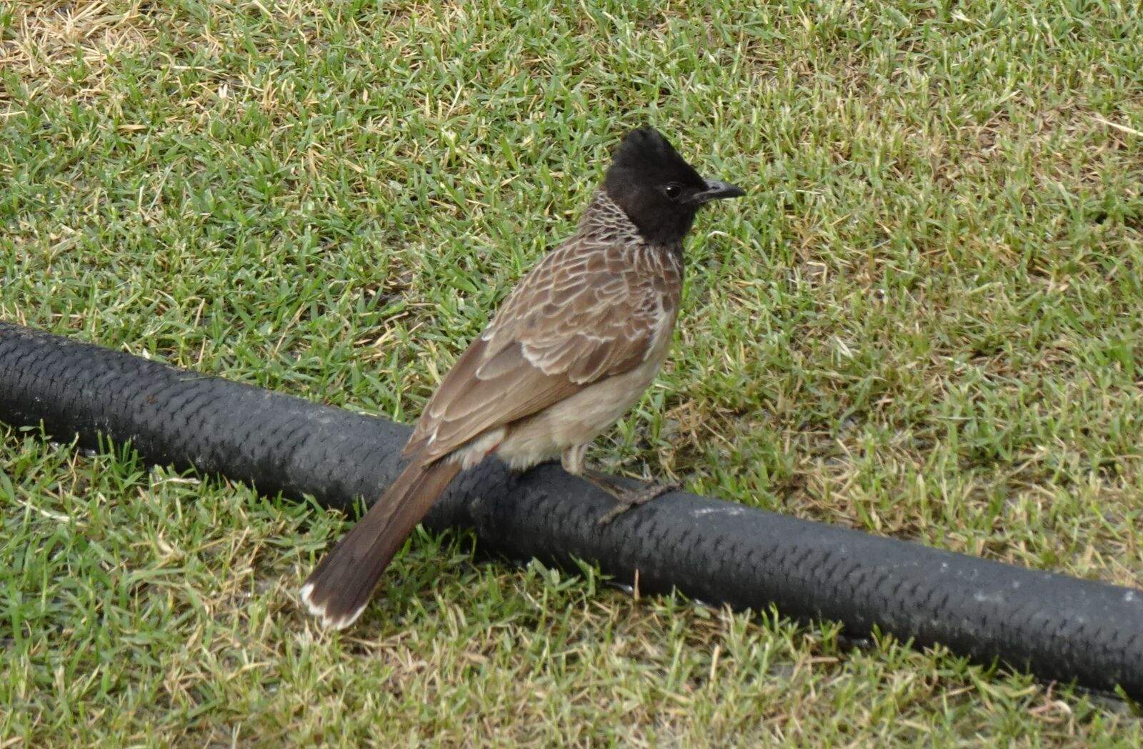 Sony DSC-WX800 sample photo. Bird, bulbul, red-vented photography