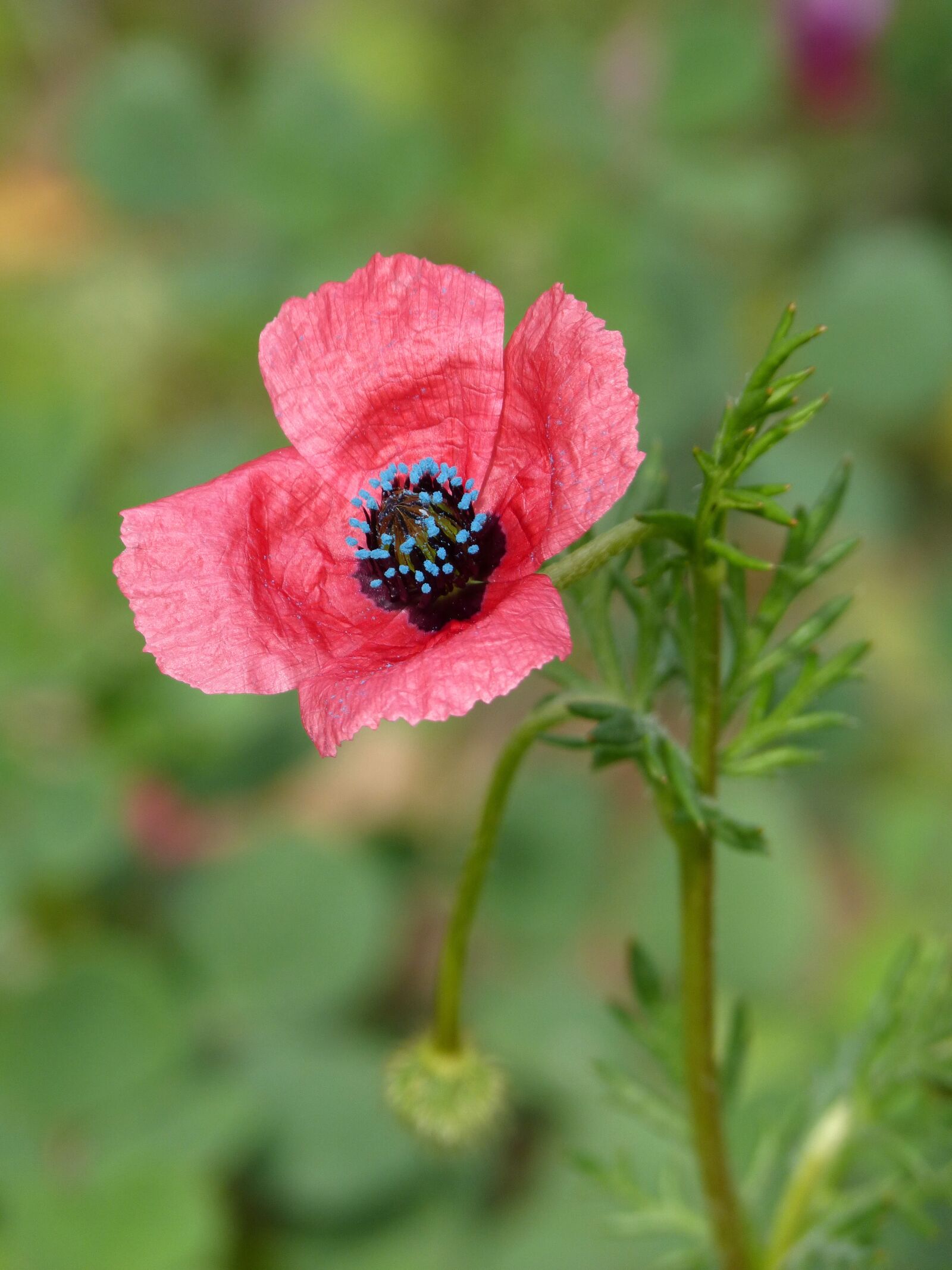 Panasonic DMC-FZ62 sample photo. Sad poppy, poppy, flower photography