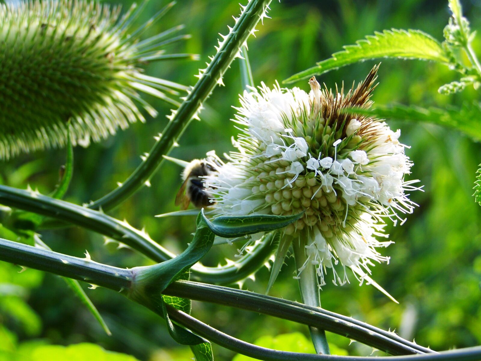 Kodak EASYSHARE ZD710 ZOOM DIGITAL CAMERA sample photo. Milk thistle, wildflower, herb photography