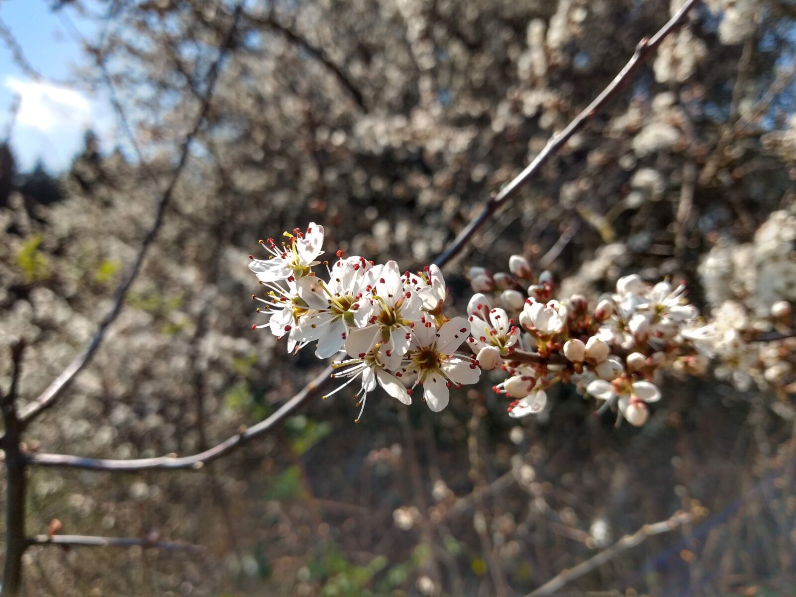 Motorola ONE sample photo. Flowers, branch, spring photography