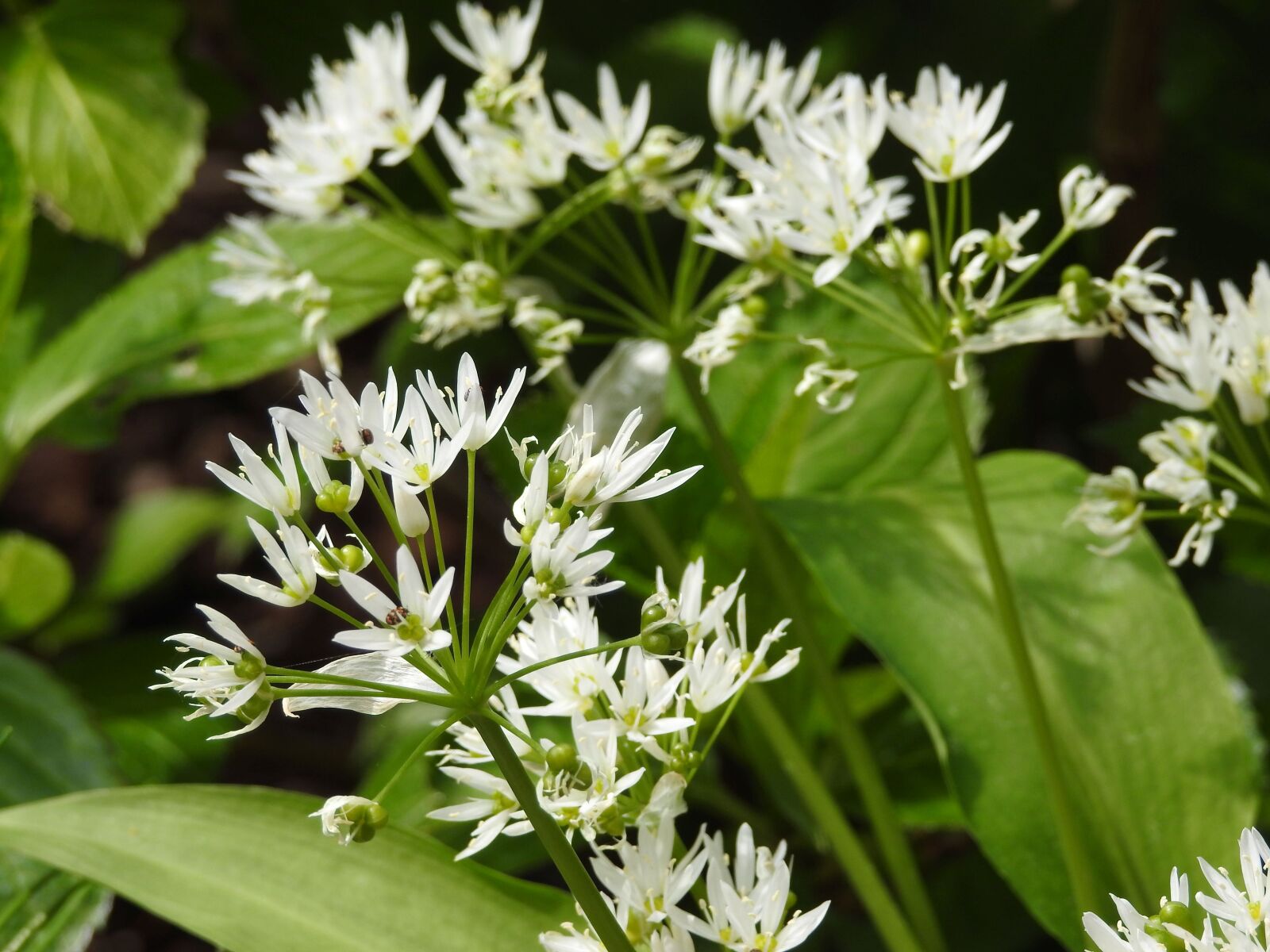 Nikon Coolpix P900 sample photo. Bear's garlic, leek, plant photography