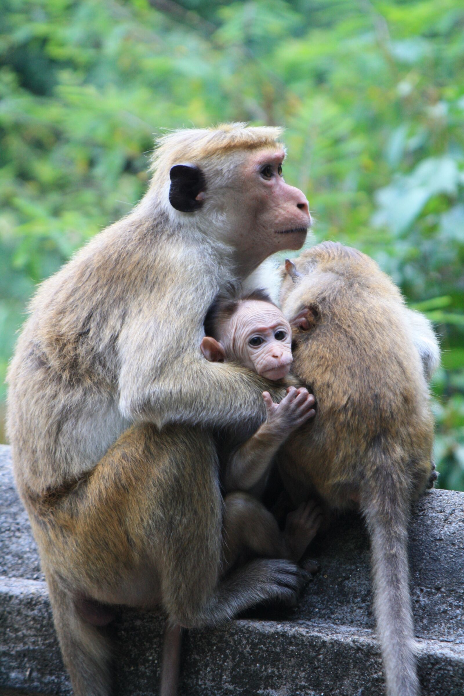 Canon EOS 1000D (EOS Digital Rebel XS / EOS Kiss F) sample photo. Monkey, sri lanka, sri photography