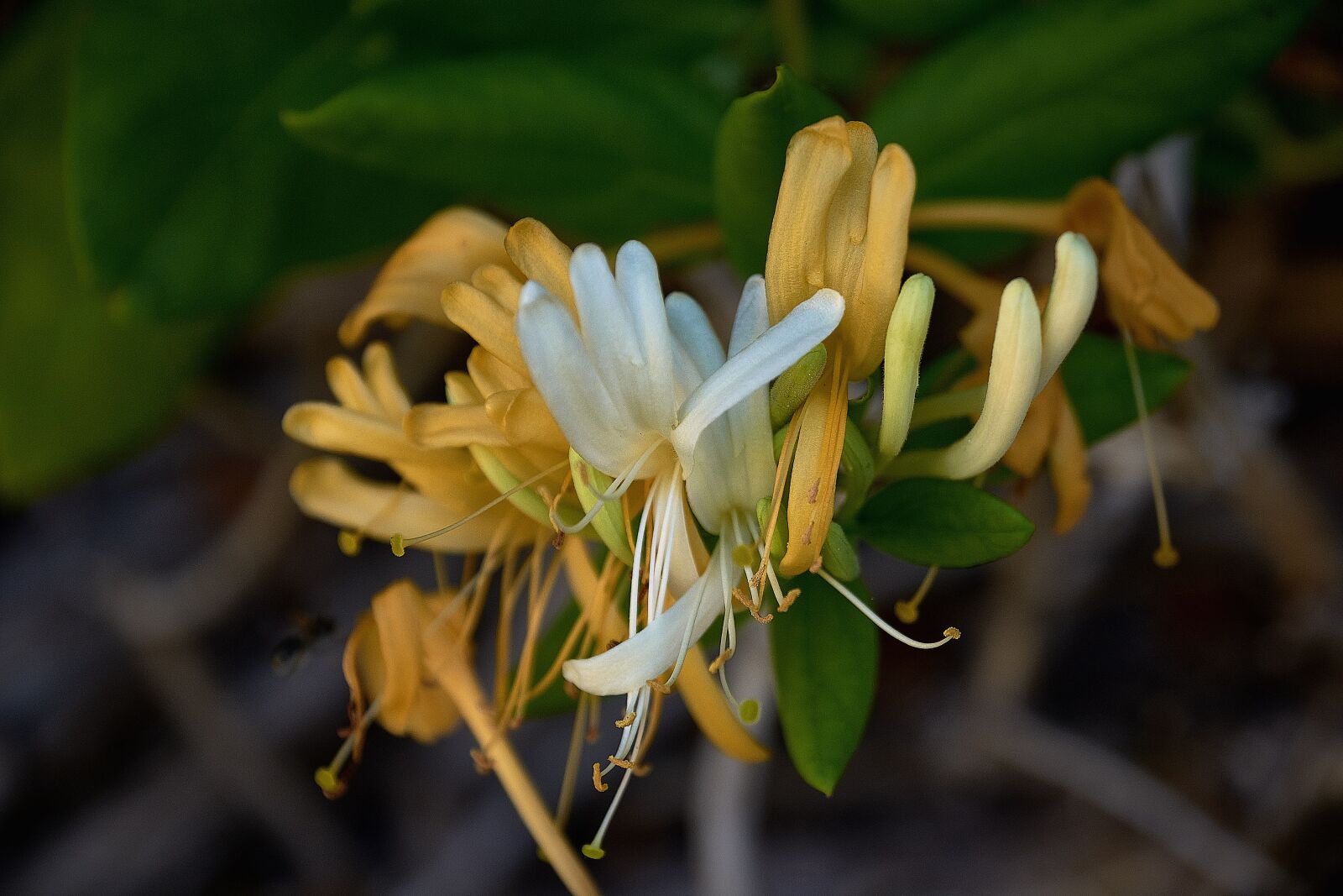 Nikon D7200 sample photo. Honeysuckle, garden, flower photography