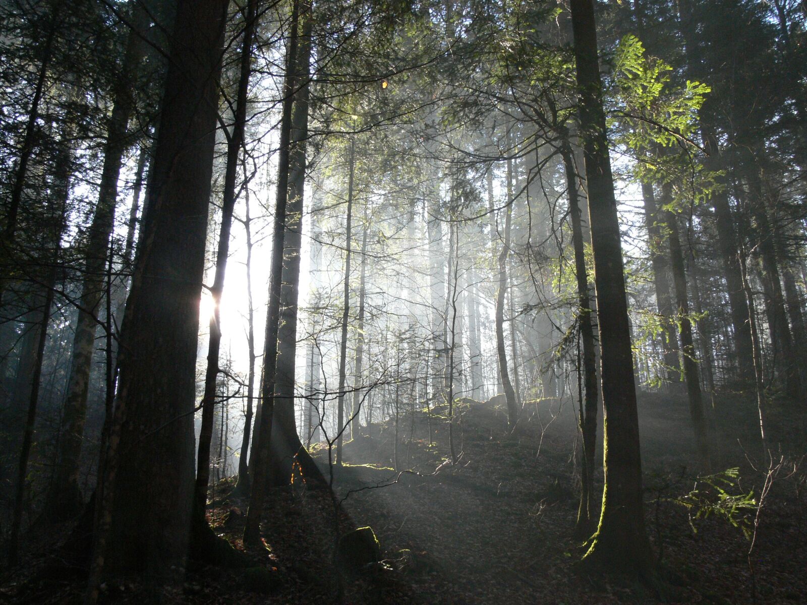 Panasonic DMC-FZ30 sample photo. Forest, light, switzerland photography