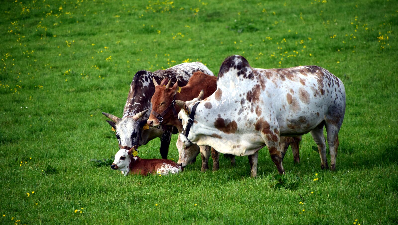 Nikon D3300 sample photo. Zebu, cow, beef photography