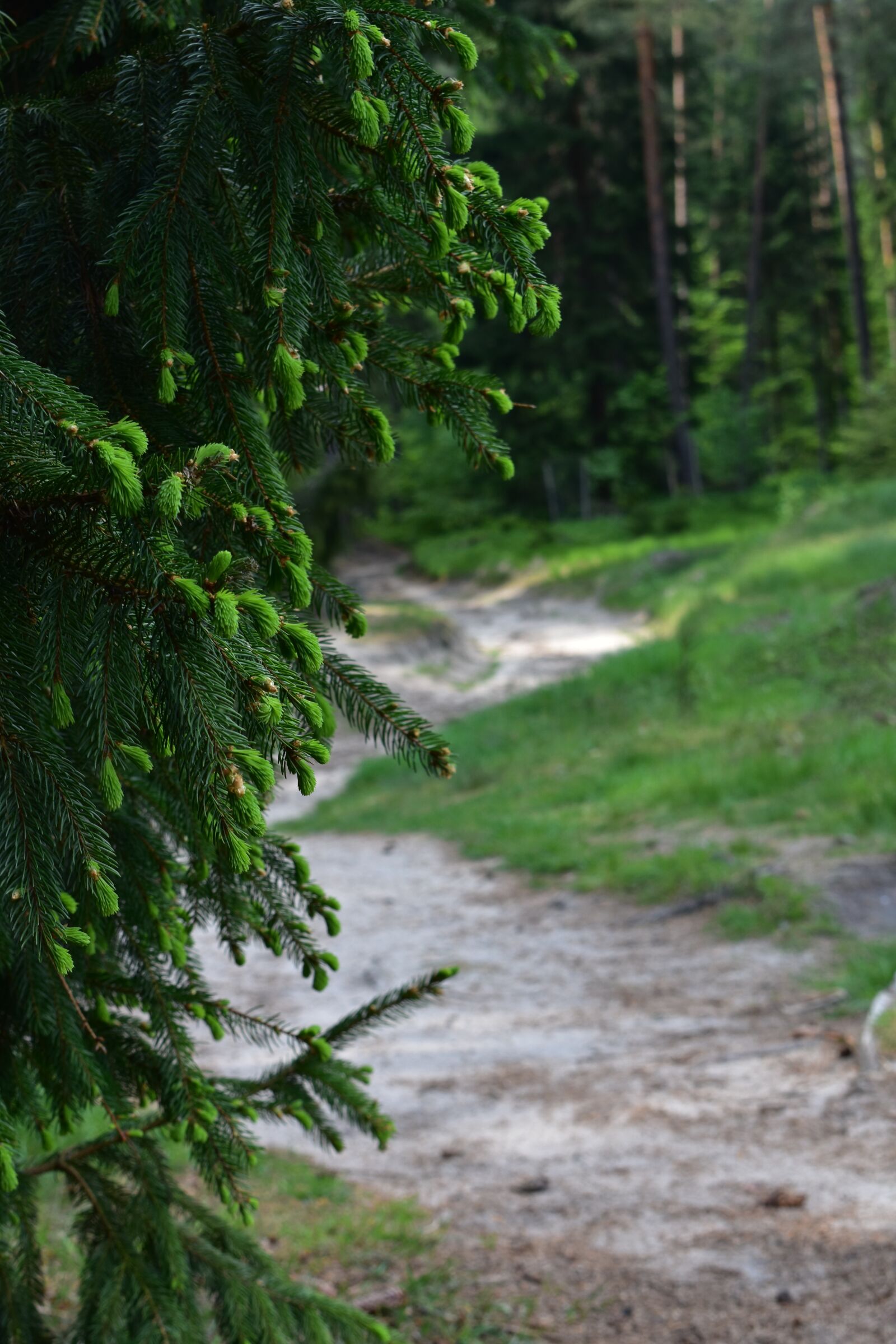 Nikon D3400 sample photo. Forest, trip, trees photography