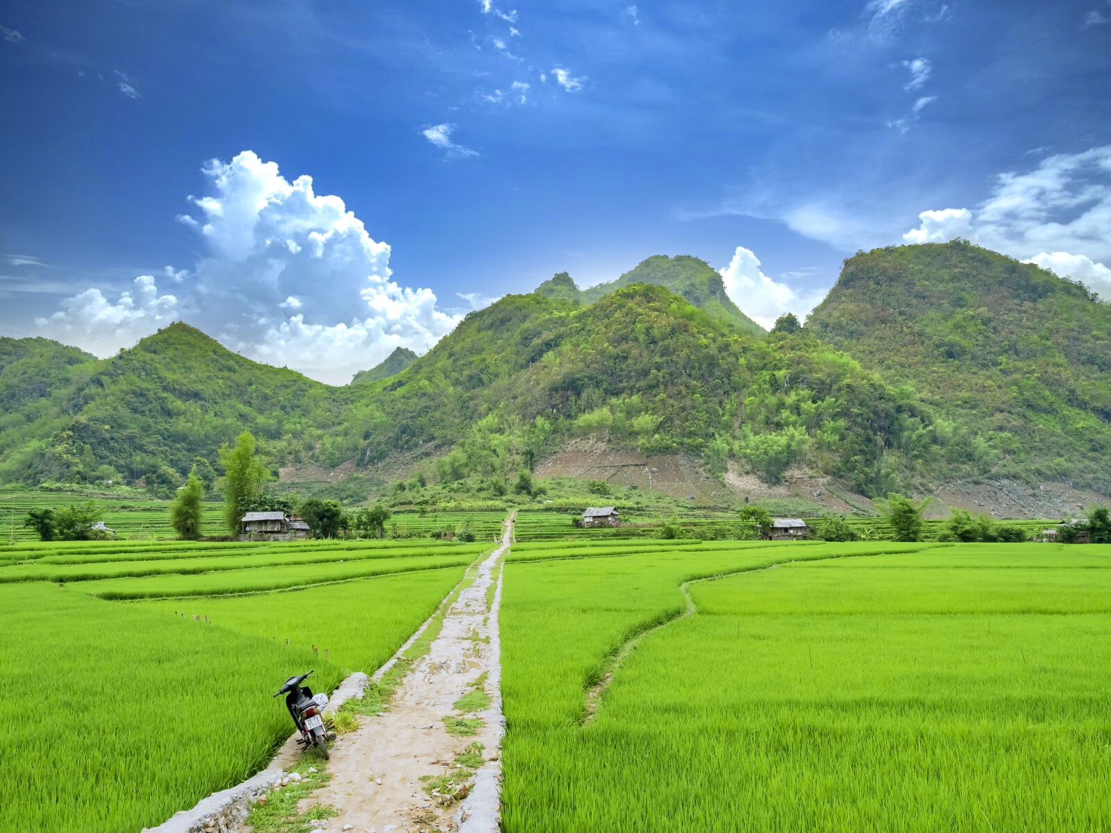 Olympus OM-D E-M1 Mark II + Olympus M.Zuiko Digital ED 12-40mm F2.8 Pro sample photo. Rice, green, cloud photography