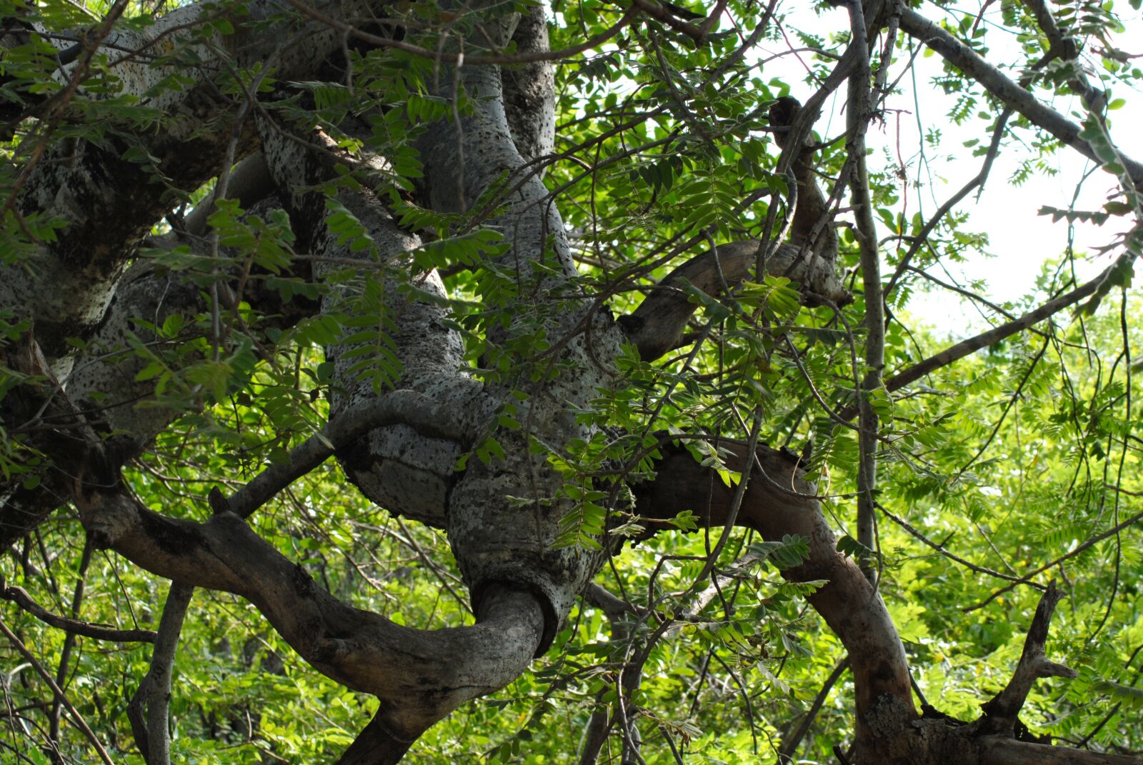 Nikon D200 sample photo. Tree, trunk, bark photography